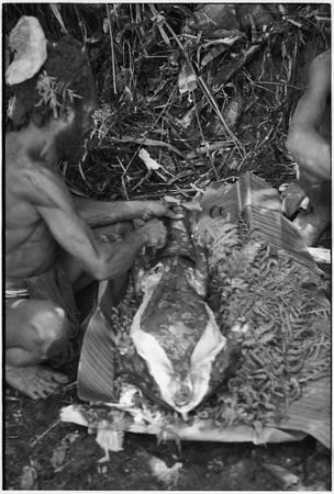 Pig festival, uprooting cordyline ritual, Tsembaga: body of female pig is butchered, sacrificed for spirits of high ground