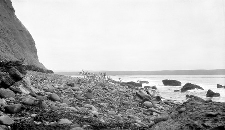 Gulls, facing east on Colnett Bay