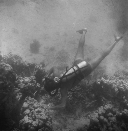 Underwater field work off the island of Vava&#39;u, Tonga