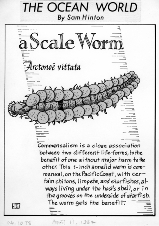 A scale worm: Arctonoe vittata (illustration from &quot;The Ocean World&quot;)