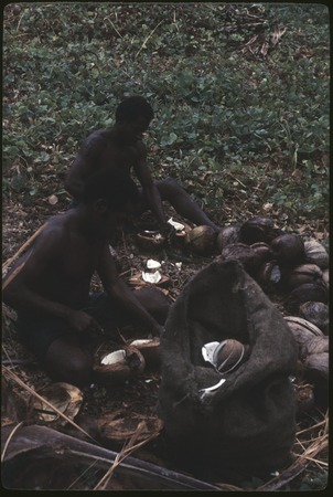Men opening coconuts, Siar Plantation