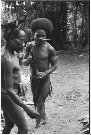 Pig festival, wig ritual, Tsembaga: man holds container of heated tree sap to be applied to hair