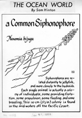 A common siphonophore: Nanomia bijuga (illustration from &quot;The Ocean World&quot;)