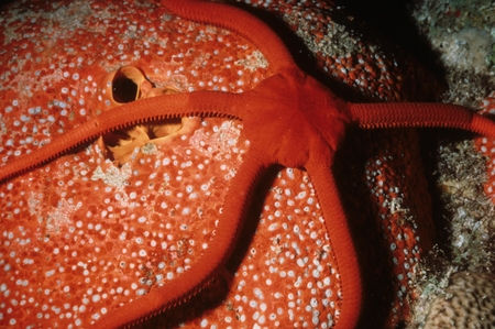 Red brittle star on a sponge
