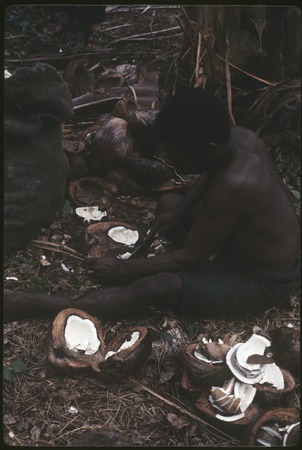 Siar Plantation worker extracts meat from opened coconuts, part of copra-making process