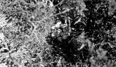 Quails nest with fourteen eggs