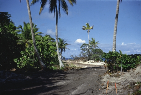A roadway on Eninman Island (part of the Marshall Islands) photographed by Alan C. Jones during a break from the Capricorn...