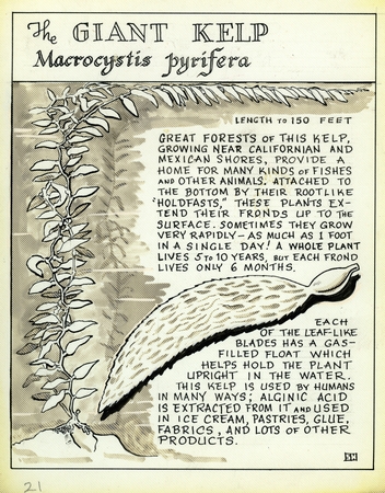 The giant kelp: Macrocystis pyrifera (illustration from &quot;The Ocean World&quot;)