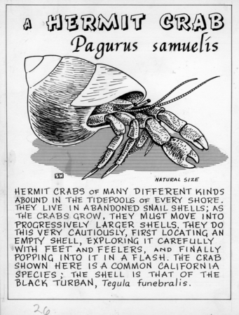 A hermit crab: Pagurus samuelis (illustration from &quot;The Ocean World&quot;)