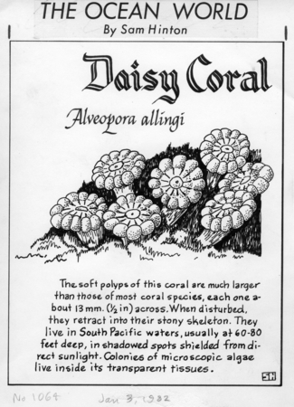 Daisy coral: Alveopora allingi (illustration from &quot;The Ocean World&quot;)