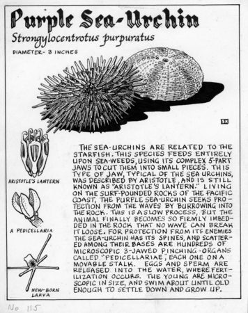 Purple sea-urchin: Strongylocentrotus purpuratus (illustration from &quot;The Ocean World&quot;)