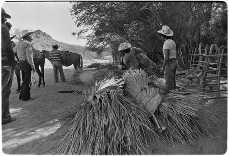 Loading palm fronds at Rancho San Martín