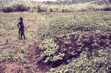 Child in a newly planted patch of sweet potatoes