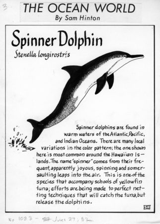 Spinner dolphin: Stenella longirostris (illustration from &quot;The Ocean World&quot;)