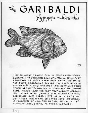 Garibaldi: Hypsypops rubicundus (illustration from &quot;The Ocean World&quot;)