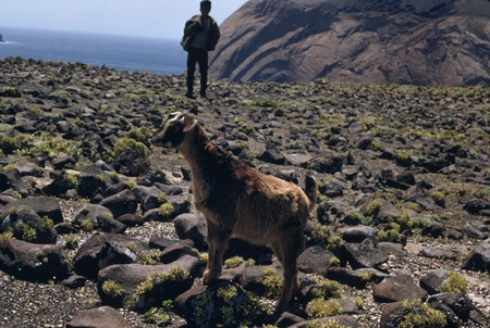 MV 70-IV - Goat near weather station, Guadalupe Island, Mexico