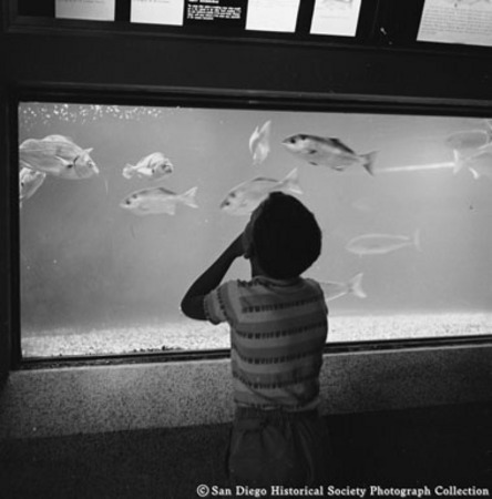 Boy looking at fish in Scripps Aquarium display