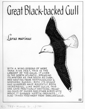 Great black-backed gull: Larus marinus (illustration from &quot;The Ocean World&quot;)