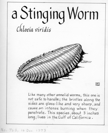 A stinging worm: Chloeia viridis (illustration from &quot;The Ocean World&quot;)