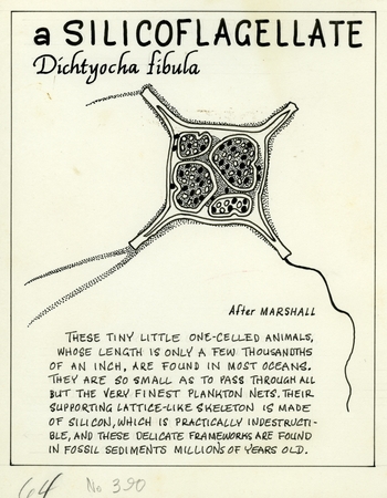 A silicoflagellate: Dichtyocha fibula (illustration from &quot;The Ocean World&quot;)