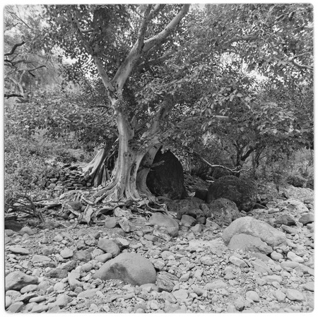 Zalate trees (Ficus palmeri) near San Borjitas