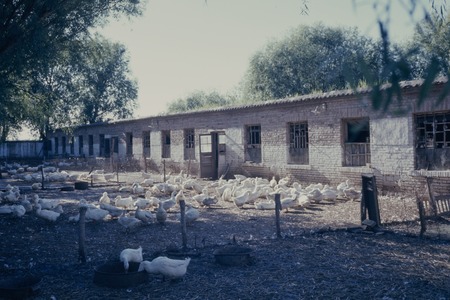 Ducks on farm (1 of 3)