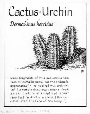 Cactus-urchin: Dermechinus horridus (illustration from &quot;The Ocean World&quot;)