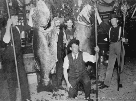Five men holding fishing gaffs posing with catch of giant sea bass