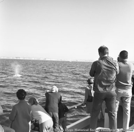People watching whale spouting from tour boat
