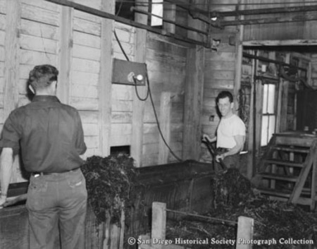 Two men working in American Agar Company kelp processing facility