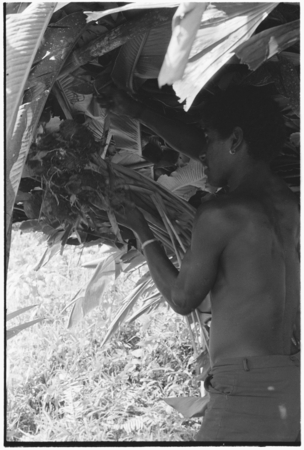 Ibaa brings leaves to cover o&#39;oba shelter, and preparing it for what looks like taualea for beritaunga ritual.