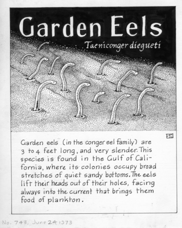 Garden eels: Taenioconger digueti (illustration from &quot;The Ocean World&quot;)