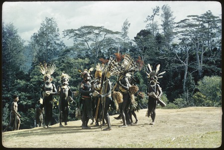 Pig festival, singsing, Kompiai: Ndega men in feather headdresses on dance ground with drums, bows and arrows