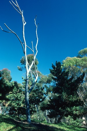 Trees: view of Silent Tree in its original location to the right of Geisel library entrance, UCSD