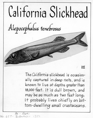 California slickhead: Alepocephalus tenebrosus (illustration from &quot;The Ocean World&quot;)