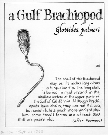 A Gulf brachiopod: Glottidia palmeri (illustration from &quot;The Ocean World&quot;)