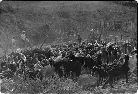 Goats leaving their pen at Rancho Las Jícamas