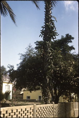 Tasajo in palm tree, Ensenada