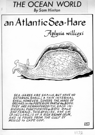 An Atlantic sea-hare : Aplysia willcoxi (illustration from &quot;The Ocean World&quot;)