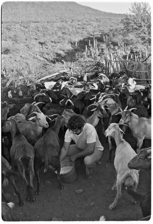Milking goats at Rancho El Cerro