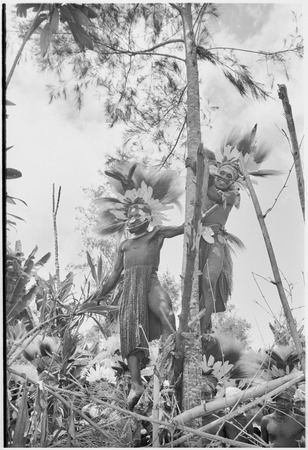 Pig festival, uprooting cordyline ritual: decorated men on framework attached to casuarina tree