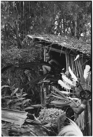 Pig festival, wig ritual, Tsembaga: feathers being added to a headdress, boy sits in elevated storage shelter by men&#39;s house