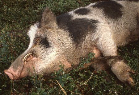 Lehi&#39;s pet pig Demonstrashun