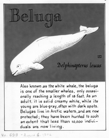 Beluga: Delphinapterus leucas (illustration from &quot;The Ocean World&quot;)