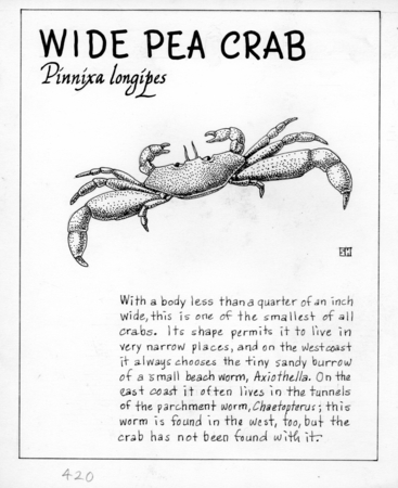 Wide pea crab: Pinnixa longipes (illustration from  &quot;The Ocean World&quot;)