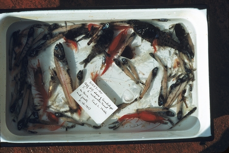 Fish specimens collected with midwater trawl, Guadalupe Island, Mexico