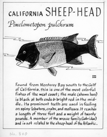 California sheep-head: Pimelometopon pulchrum (illustration from &quot;The Ocean World&quot;)