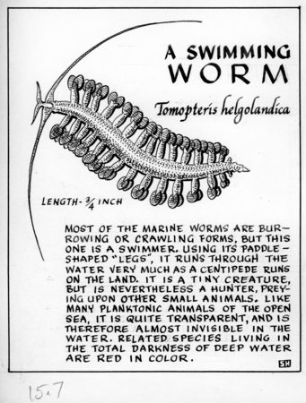 A swimming worm: Tomopteris helgolandica (illustration from The Ocean  World), Library Digital Collections