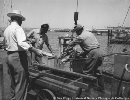 Unloading fish from boats at Sun Harbor Packing Corporation
