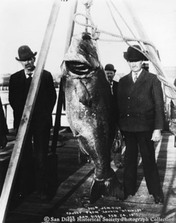 [Men posing with giant sea bass caught from launch McKinley]